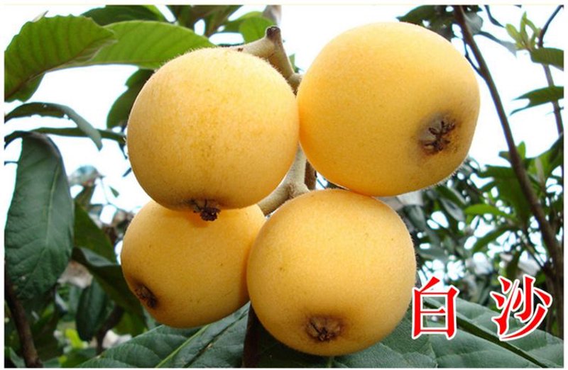 枇杷苗市场价格探析:一棵多少不言明