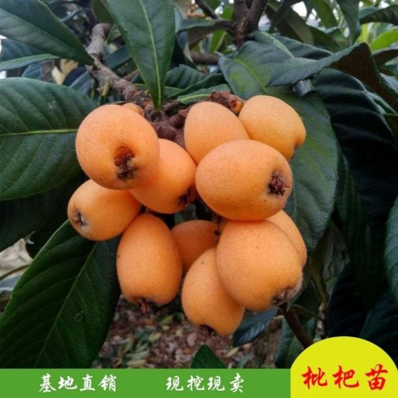 枇杷苗批发