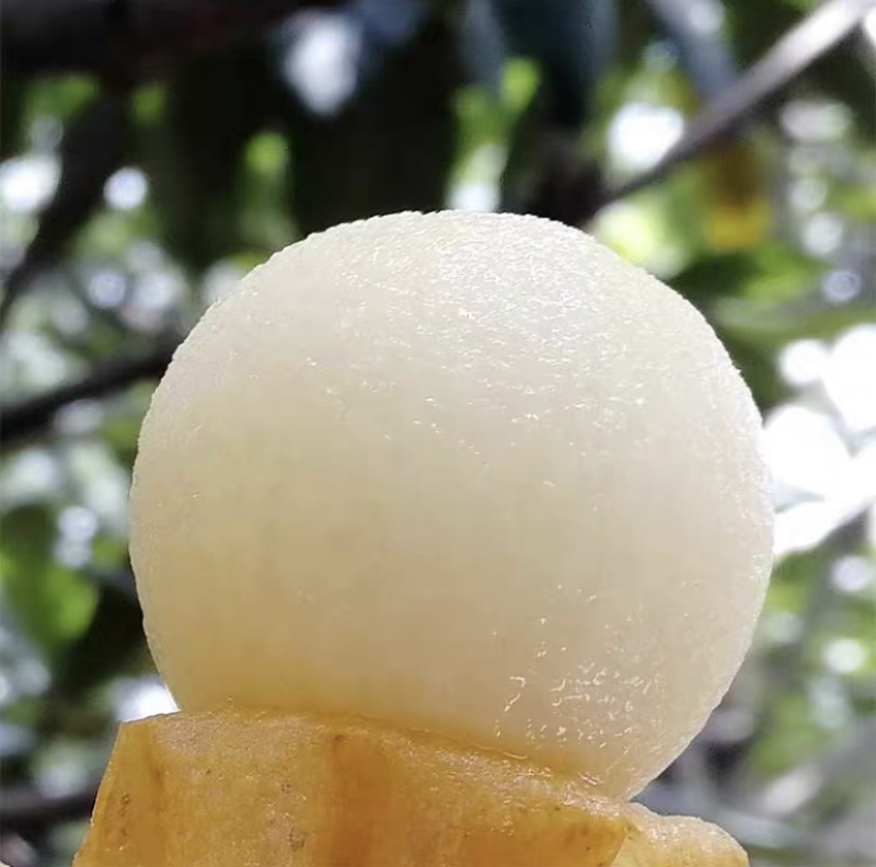 春季苗木市场动态：关注枇杷苗批发趋势