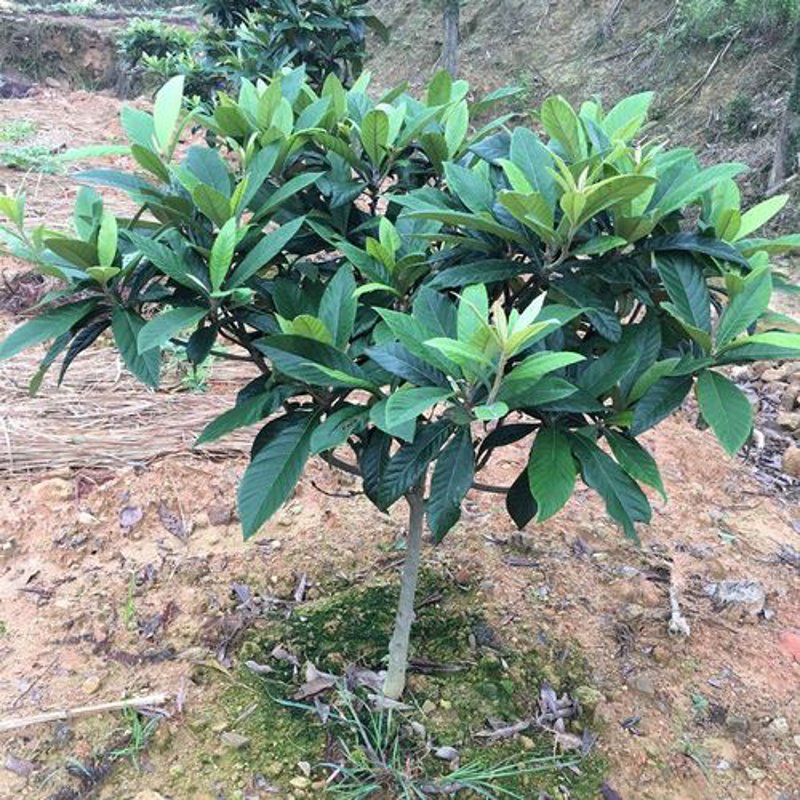 白沙枇杷苗:春日种植的清新选择