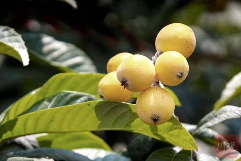 枇杷苗价格:种植者的参考指南